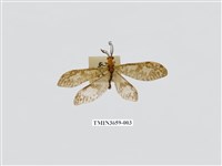 藏品(櫛角魚蛉)的圖片